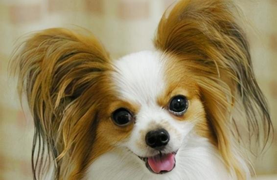 如何正确护理蝴蝶犬的秋季养护？（重点了解蝴蝶犬的护理技巧，助力宠物健康）