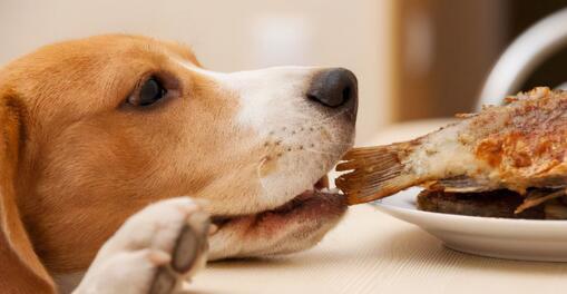 换狗粮是否导致狗狗拉稀？（以宠物为主的健康考虑。）