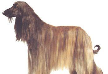 认识阿富汗猎犬——优雅的王者猎犬（以宠物为主的阿富汗猎犬简介）