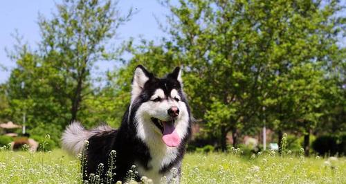 健康饲养阿拉斯加雪橇犬的秘诀（宠物为主，让你的狗狗更健康、更快乐）
