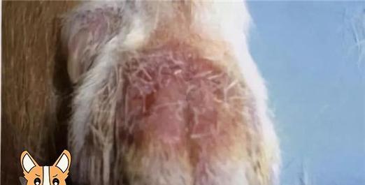 金毛犬真菌性皮肤病的预防与治疗（以宠物为主，让爱宠健康快乐生活）