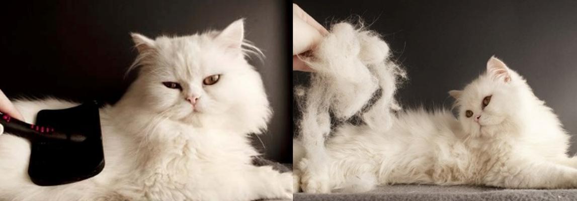 经常舔毛的猫咪如何有效地吐毛（宠物猫咪毛发清理技巧，）