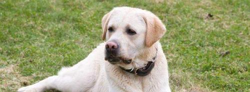 拉布拉多犬的特征标准与饲养技巧（从体型到性格全方位了解拉布拉多犬，助您成为一位合格的宠物主人）