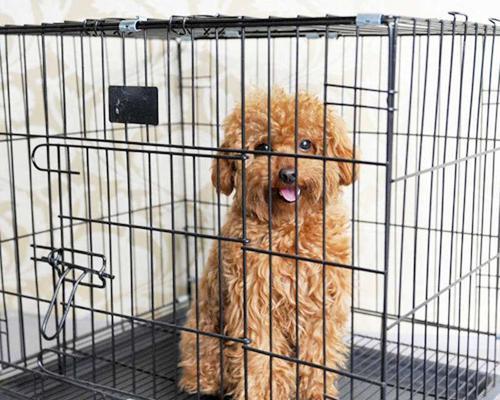 如何使用笼子训练狗狗大小便（宠物教育的必要步骤和技巧）