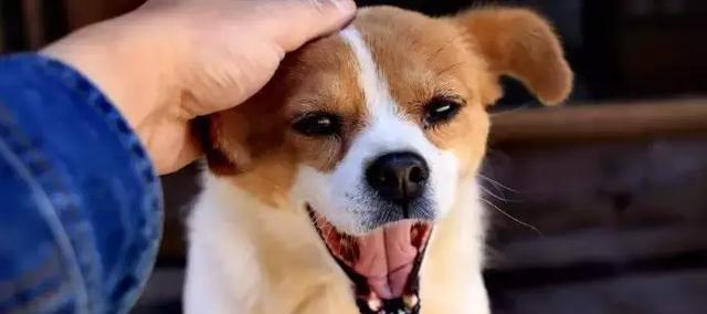 如何帮助脸上有泪痕的宠物狗（解决泪痕问题，让宠物更健康）
