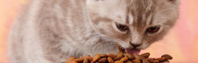 宠物猫咪不能吃的东西有哪些？（了解这些食物，保护你的猫咪健康）