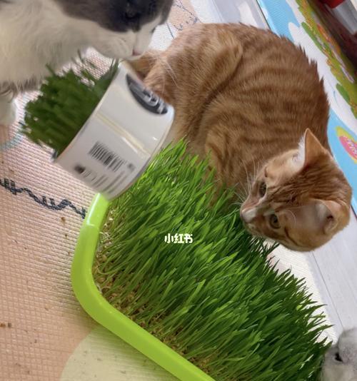 宠物猫吃猫草的好处（让爱猫更健康的秘密）