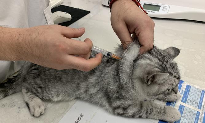 猫咪接种疫苗必知的注意事项（让宠物健康更加有保障）