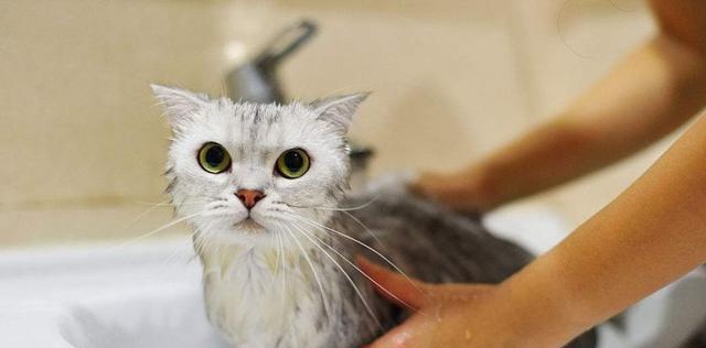 猫咪洗澡（毛发健康需谨慎、经常洗澡易伤害、正确方式可让猫咪受益）