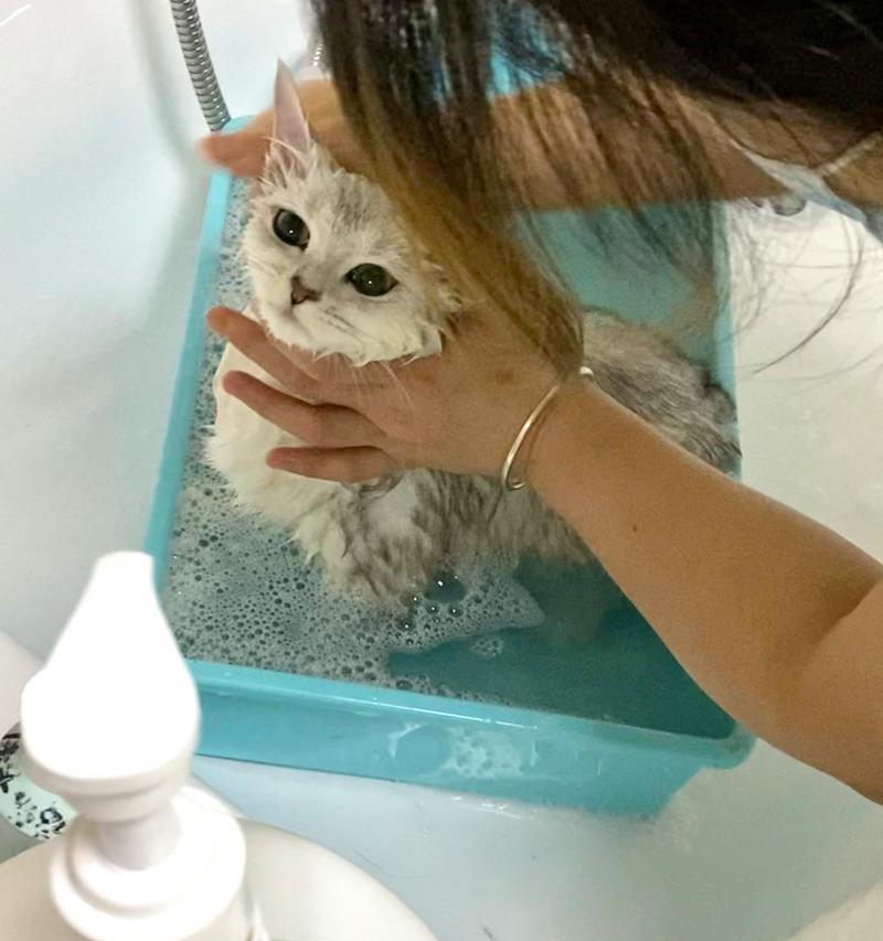 如何正确给宠物猫咪洗澡（注意事项、技巧和常见错误）