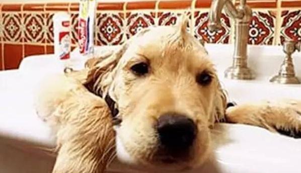 毛发丰盈的狗狗如何洗澡（为你的宠物提供最佳护理，让它们的毛发更加亮丽）