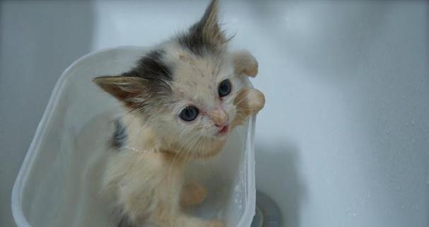 毛发长的猫咪洗澡指南（如何给你的宠物猫咪洗澡？-）