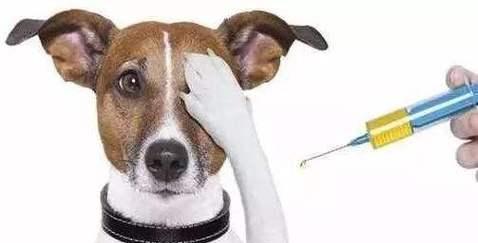 没打疫苗的狗狗能洗澡吗？（正确的狗狗洗澡方式与注意事项、）