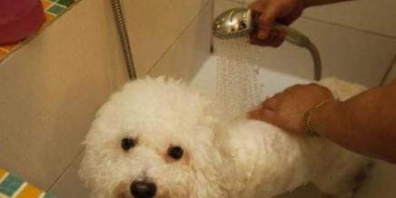 养狗必看！不能给狗狗洗澡的情况！（狗狗洗澡禁忌大曝光，这些错误你有没有犯过？）