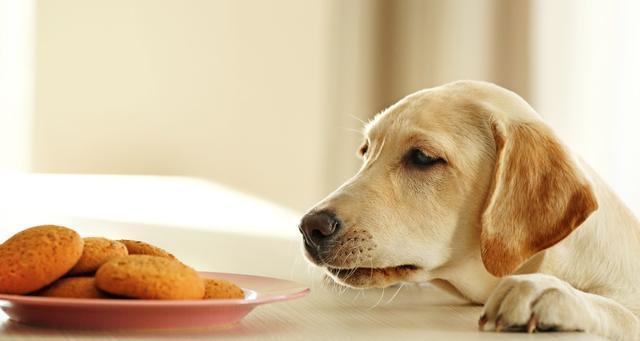 狗狗不能吃的食物一览（宠物饮食安全，以爱之名呵护萌宠）