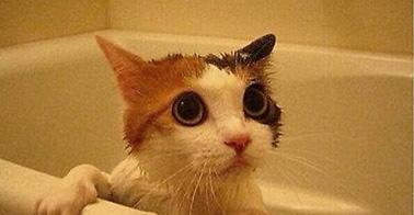 宠物猫咪的洗澡必要性（了解猫咪的皮肤情况，科学给它洗澡）