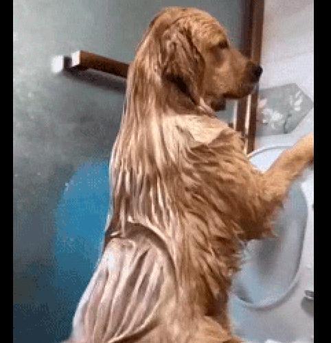 如何给宠物狗狗洗澡？（教你正确洗澡的几个要点）