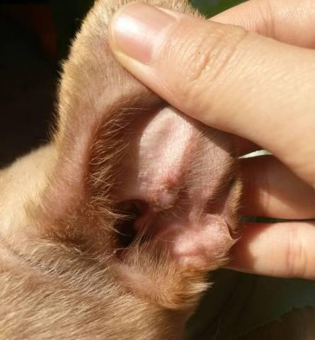 宠物的耳朵问题（狗狗耳朵的日常护理、发现异物后的应对方法和预防方法）