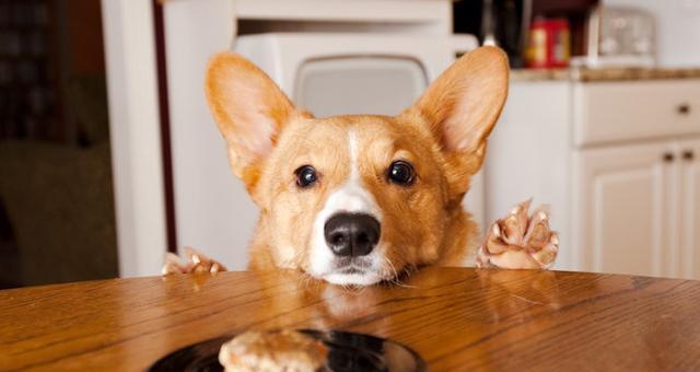 如何训练宠物狗不往饭桌上爬（培养狗狗良好的饮食习惯，让家庭用餐更安宁）