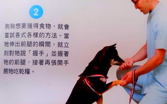 杜宾犬训练秘籍（如何让你的杜宾犬成为顺从的宠物）