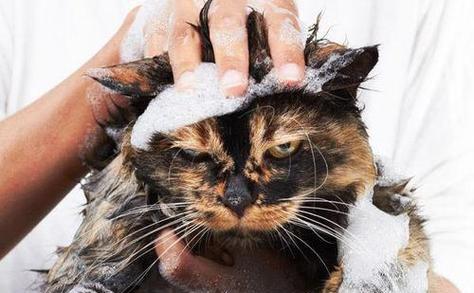 猫咪洗澡的正确方法（拥有健康干净的宠物生活，猫咪洗澡应该注意什么？）