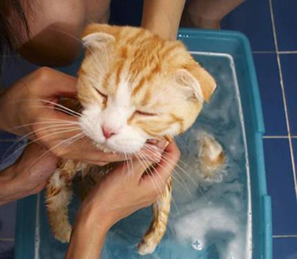 如何正确为猫咪洗澡？（避开错误方法，保护宠物健康）