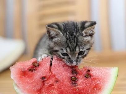 如何让你的宠物猫咪吃水果？（让猫咪尝试新口味的方法及注意事项）