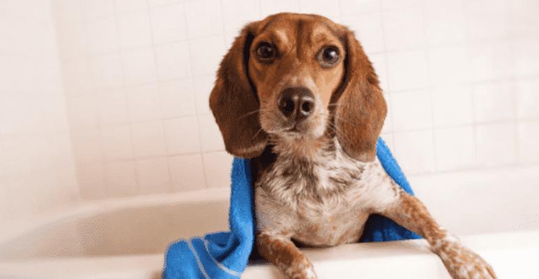 小狗狗的洗澡时间及注意事项（让宠物更健康舒适的洗澡指南）