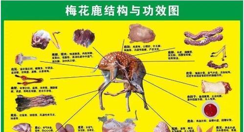 华北鼢鼠的饲养方法详解（科学饲养让你轻松拥有可爱的小宠物）