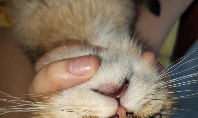 二三个月大的猫咪能否吃美毛粉？（宠物毛发护理必备，小猫也可以用吗？）
