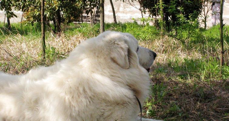 探秘大白熊犬的神秘世界（一只可爱、忠诚的宠物——大白熊犬档案）