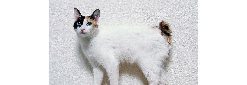 如何正确饲养日本短尾猫？（了解日本短尾猫的生活习性和养护方法）