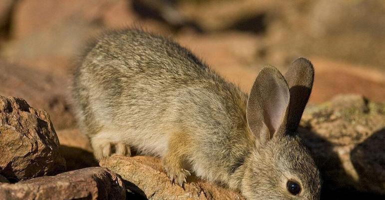 沙漠棉尾兔的饲养方法（如何养好沙漠棉尾兔？）