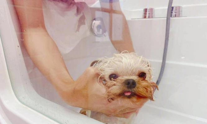 约克夏洗澡的技巧与注意事项（为宠物提供舒适、健康的洗澡体验）