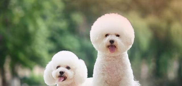 探讨比熊犬的优缺点（以宠物为主，让你更了解比熊犬）