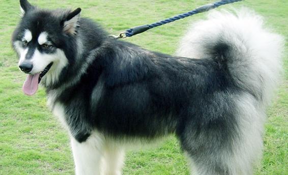 以阿拉斯加犬好养吗？细心才能简单为主（从宠物角度看待养阿拉斯加犬的利弊）