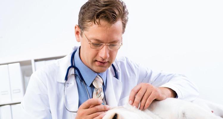 狗狗的生活变化后，如何科学护理（掌握护理技巧，让宠物更健康幸福）
