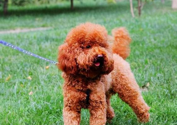 泰迪翻脸咬人的原因（探究泰迪犬性格、饲养和训练中存在的问题）