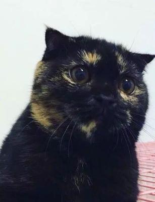 猫咪头顶的黑色物质是什么？（探究猫咪头顶黑色物质的成因与治疗方法）