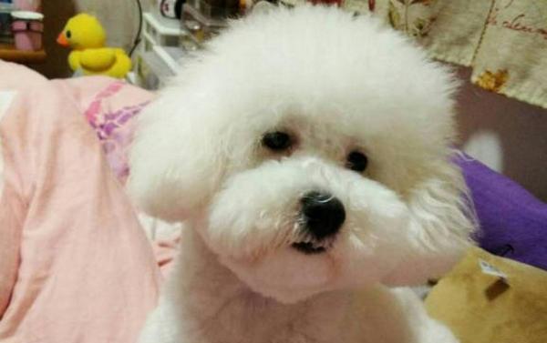 如何修剪比熊犬的毛发（宠物主人必看，打造萌萌哒比熊）