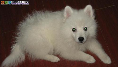 银狐犬洗澡注意事项（宠物健康必知，银狐犬洗澡全解析）