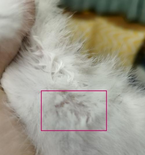 如何预防宠物猫的猫癣？（宠物猫的健康保障，预防猫癣非常重要！）