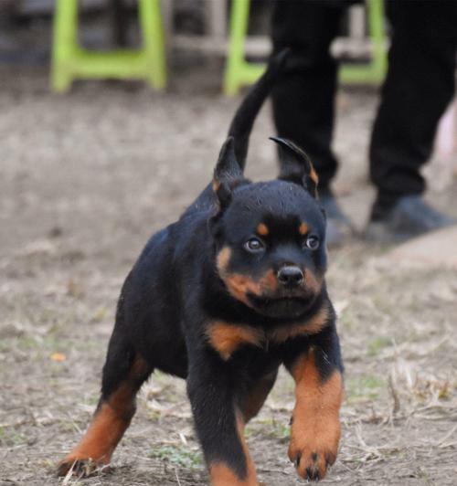 家有罗威纳犬不看家怎么办？（掌握这些方法，让宠物乖乖待在家！）