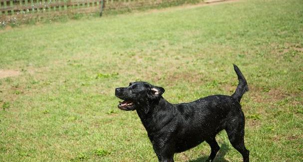 如何科学养护平毛寻回犬（平毛寻回犬饲养攻略）