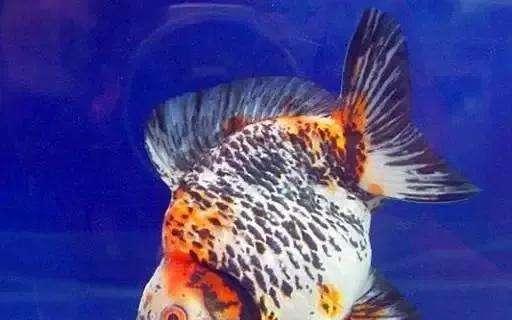 扯旗黑水泡的养殖技巧（了解如何饲养扯旗黑水泡，让你成为一名专业的水族爱好者）