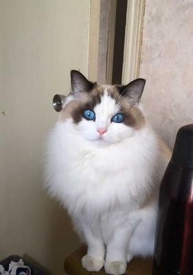 如何应对高冷的布偶猫？（让高傲的布偶猫亲近你的方法）