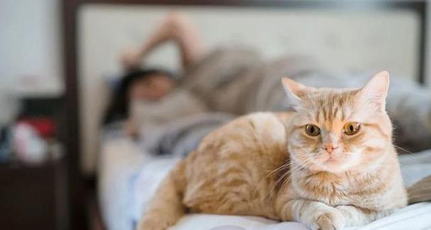 如何解决宠物猫扰乱主人睡眠问题？（让爱宠与美梦共存的秘诀）