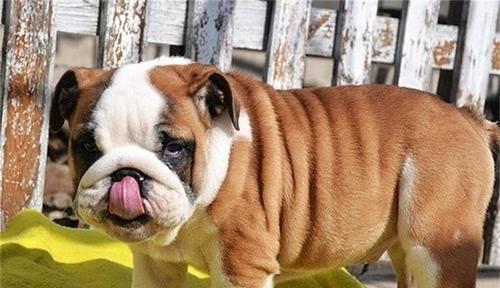 英国斗牛犬的饲养指南（宠物犬的健康与幸福）