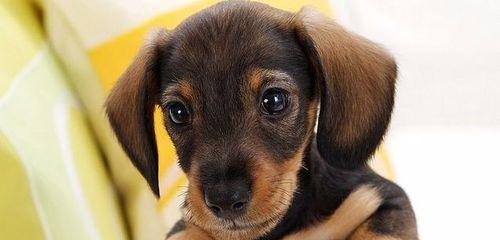 如何为你的腊肠犬做美容？（细致呵护让宠物更可爱）