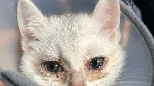 猫咪为什么有泪痕？（探究猫咪泪痕形成的原因、预防和治疗方法）